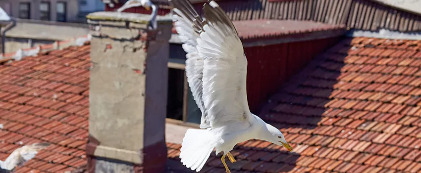 Residential Chimney Animal Removal Solution in Oconomowoc, WI
